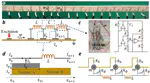 Dynamic phononic crystals with spatially and temporally modulated circuit networks