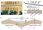 Engineering nonreciprocal wave dispersion in a nonlocal micropolar metabeam