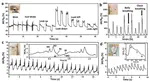 Lignin-derived porous graphene for wearable and ultrasensitive strain sensors